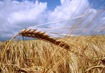 фото Семена озимой пшеницы
