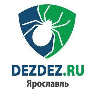 фото "DezDez" Ярославль