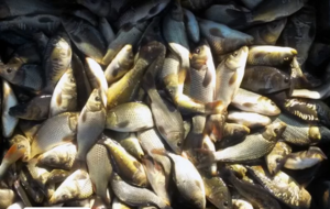 фото РыбИнвестАгро