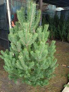 фото Ёлочный Базар - живые елки в Серпухове