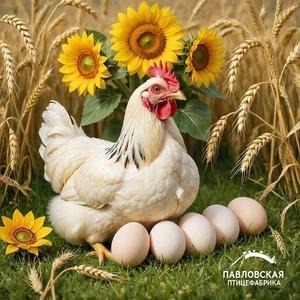 фото ООО АС-АГРО ОП Павловская птицефабрика